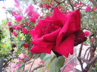 Rosenmanufaktur Agros