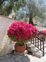 Agios Neophytos Kloster