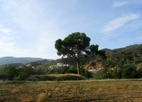 goldene Eiche - Nationalbaum von Zypern