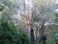 Naturschutzgebiet Akamas