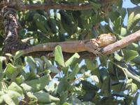 schattiges Plätzchen