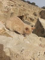 Rundreise Zypern // Süße Katze an einer Mauer der Königsgräber in Paphos