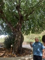 Rundreise Zypern // ältester Baum am Kloster Neophytos