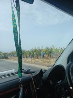 Rundreise Zypern // rechts und links große Bananenplantagen 