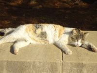 Paphos: Rundgang: Besichtigung der Königsgräber