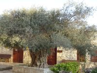 Zypern: zypriotisches Dorf Innia: Rundgang