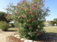 Paphos: Rundgang: Archäologischer Park