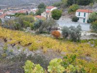 Zypern: Weindorf Arsos