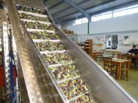 Zypern: Herstellung von Olivenöl