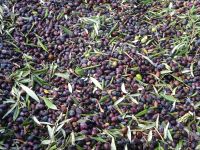 Zypern: Herstellung von Olivenöl