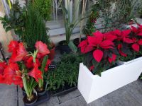 Zypern: im Dorf Athienou