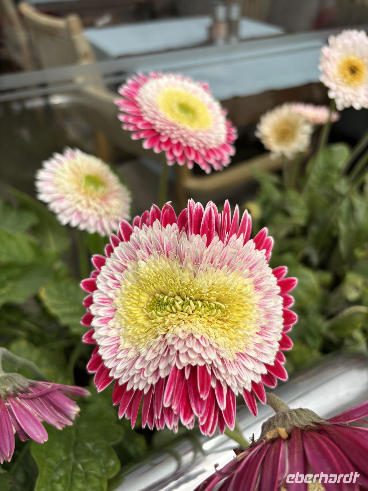 Gerbera - Blume  &ndash; &copy;  (Eberhardt TRAVEL)