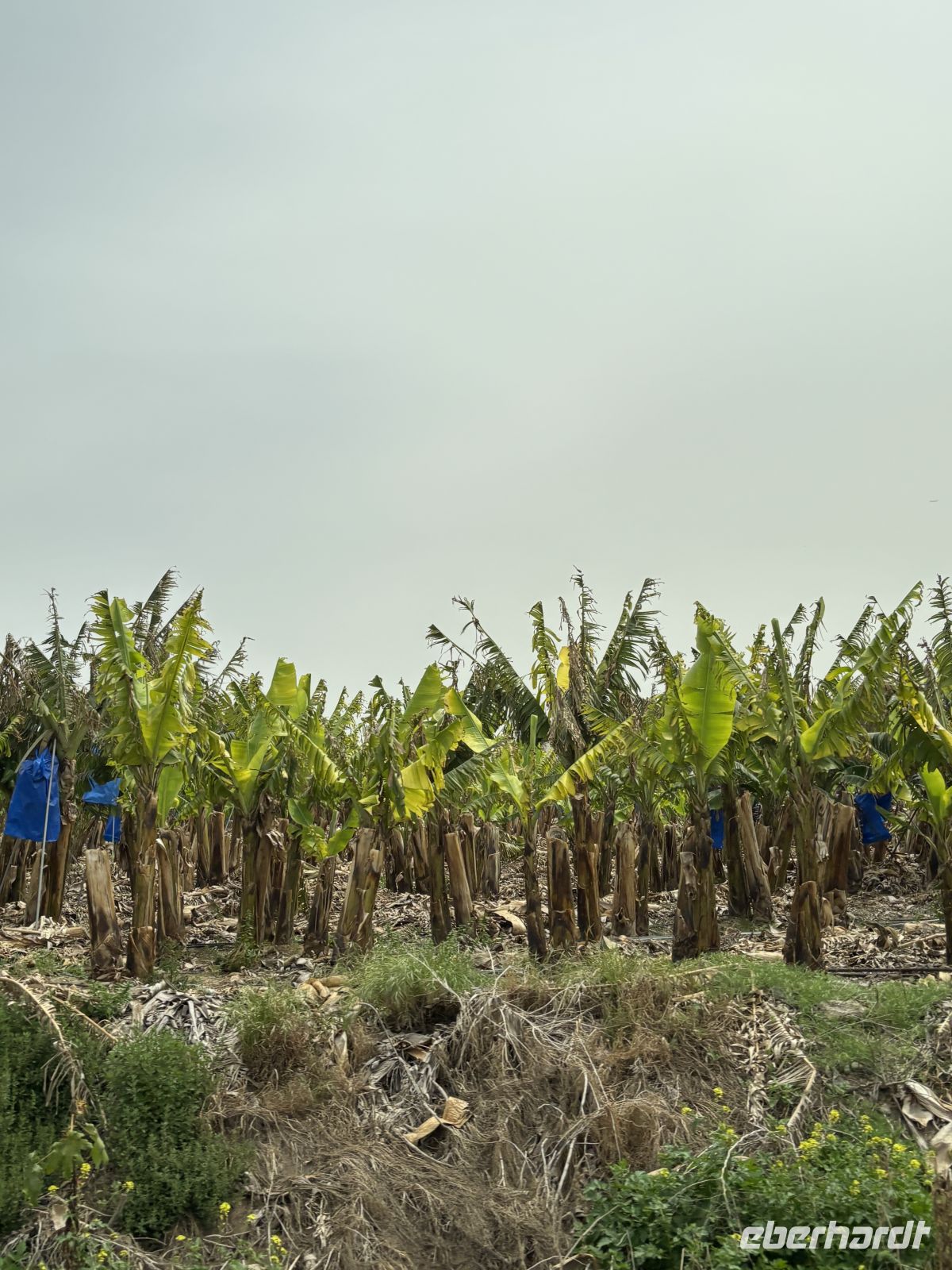 Vorbei an Bananenplantagen  &ndash; &copy;  (Eberhardt TRAVEL)