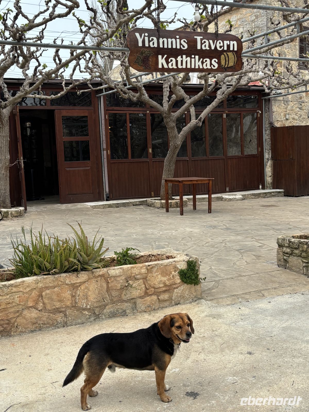 Wachhund vor Yiannis Taverne in Kathikas &ndash; &copy;  (Eberhardt TRAVEL)