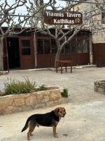 Wachhund vor Yiannis Taverne in Kathikas &ndash; &copy; Josephin Bauer (Eberhardt TRAVEL)