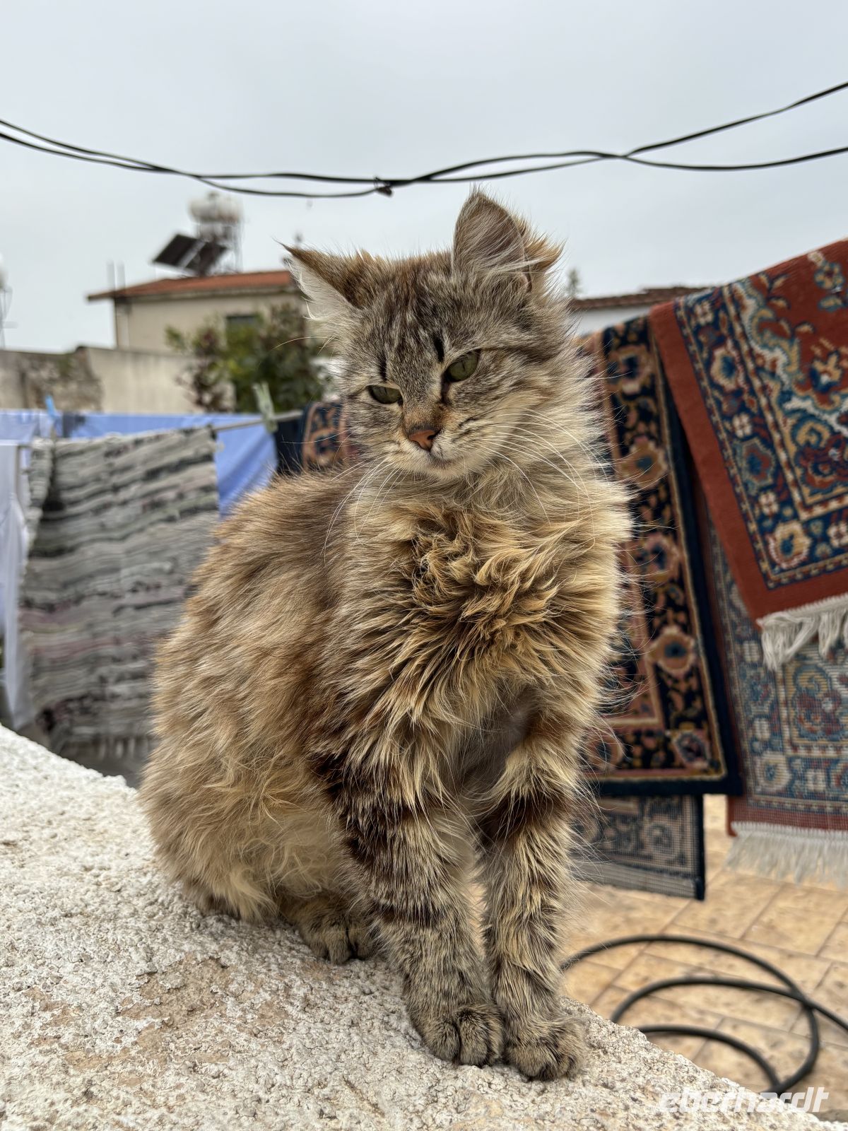 Kleine Mieze  &ndash; &copy;  (Eberhardt TRAVEL)