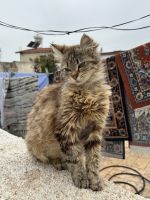 Kleine Mieze  &ndash; &copy; Josephin Bauer (Eberhardt TRAVEL)