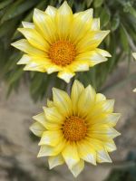 Mittagsgold - Blume  &ndash; &copy; Josephin Bauer (Eberhardt TRAVEL)