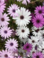 Kapkörbchen - Blumen  &ndash; &copy; Josephin Bauer (Eberhardt TRAVEL)