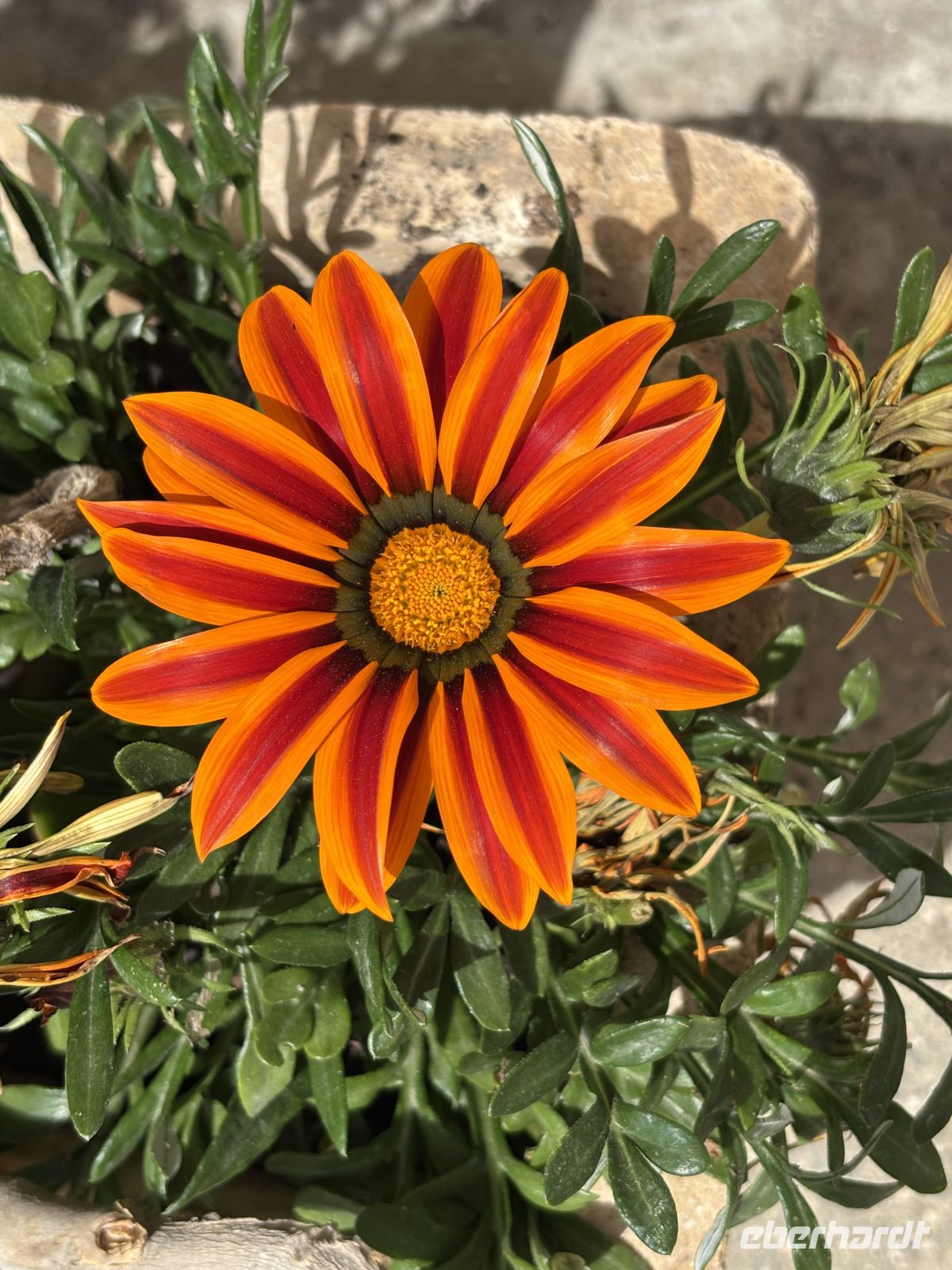 Gazania - Blume  &ndash; &copy;  (Eberhardt TRAVEL)