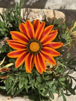 Gazania - Blume  &ndash; &copy; Josephin Bauer (Eberhardt TRAVEL)