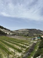 Ausblick von der Winzerei auf die Weinberge rund um Omodos &ndash; &copy; Josephin Bauer (Eberhardt TRAVEL)