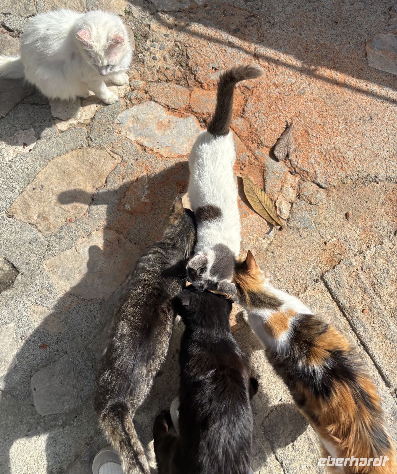 Katzen Brainstorming  &ndash; &copy;  (Eberhardt TRAVEL)