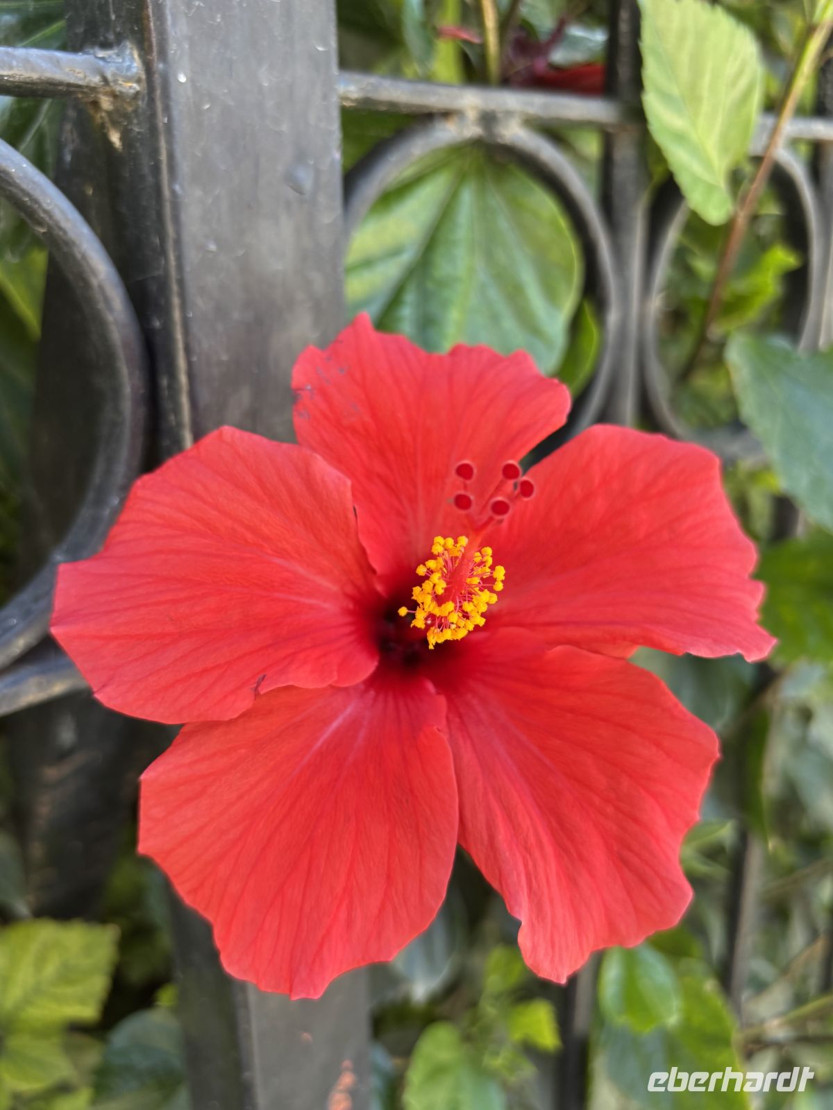 Hibiskus  &ndash; &copy;  (Eberhardt TRAVEL)