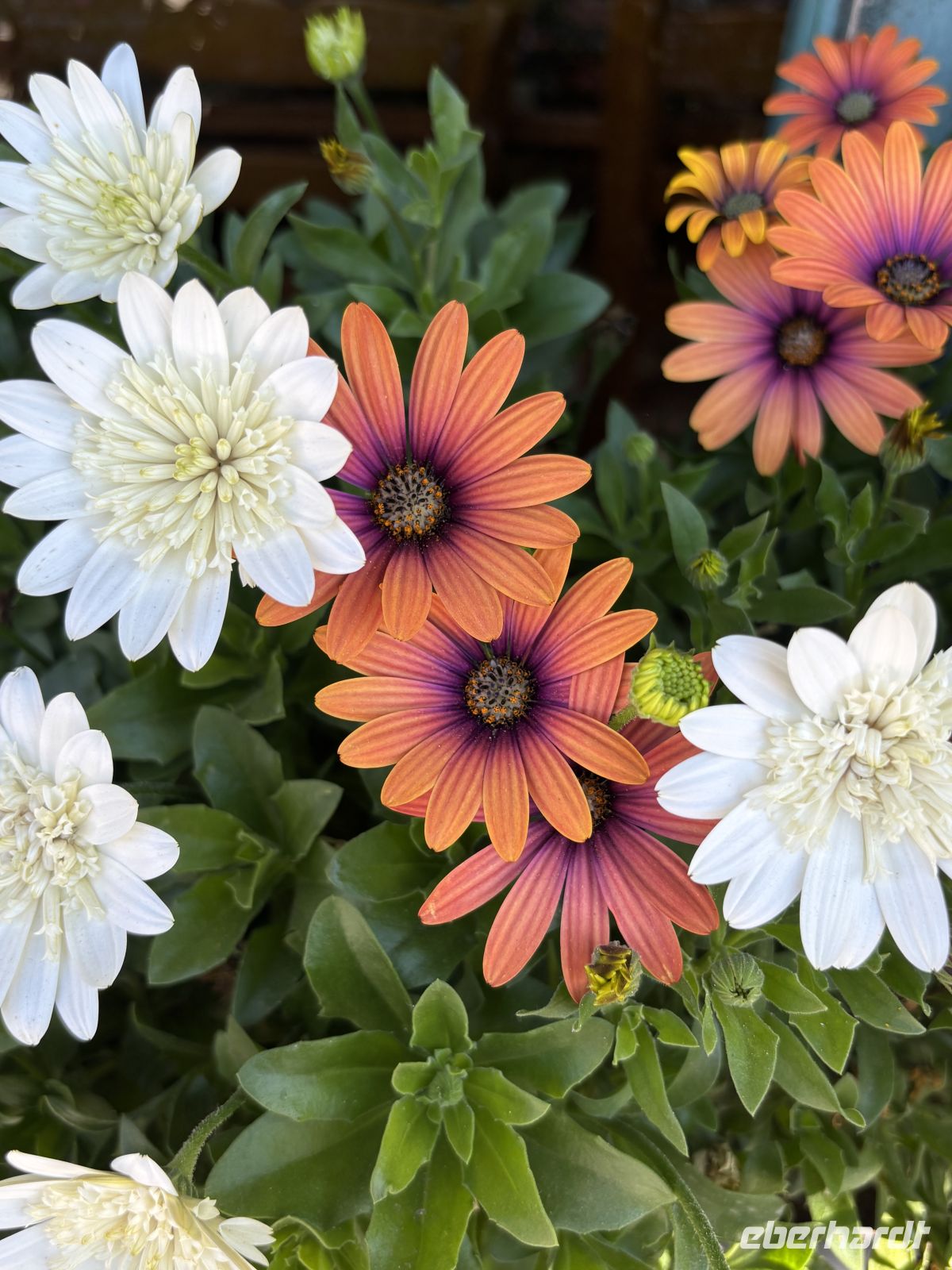Kapkörbchen - Blumen  &ndash; &copy;  (Eberhardt TRAVEL)