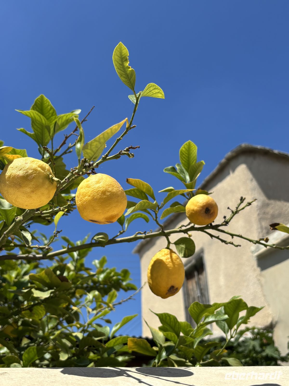 Zitronen in Athienou &ndash; &copy;  (Eberhardt TRAVEL)