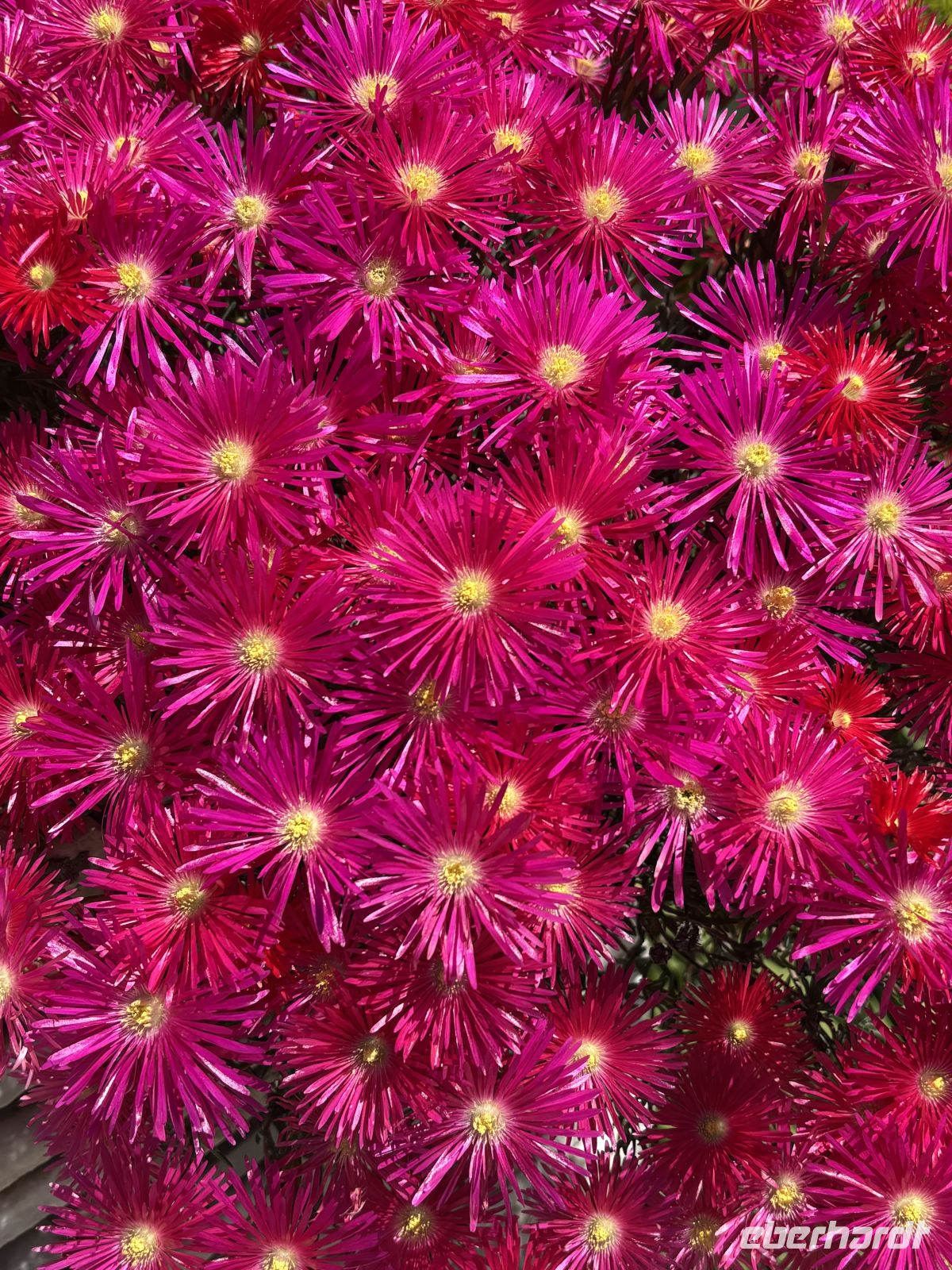 Lampranthus Multiradiatus - Blumen &ndash; &copy;  (Eberhardt TRAVEL)