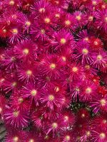 Lampranthus Multiradiatus - Blumen &ndash; &copy; Josephin Bauer (Eberhardt TRAVEL)