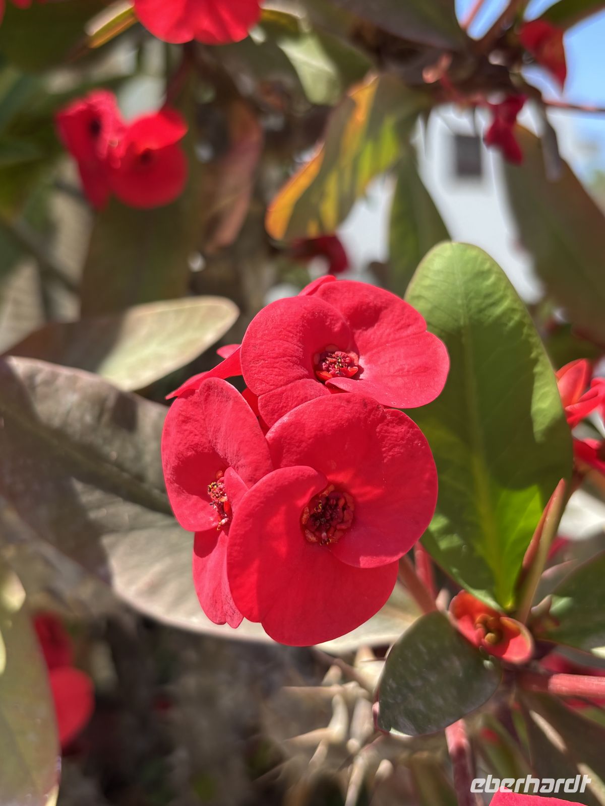 Dornenkrone - Blume &ndash; &copy;  (Eberhardt TRAVEL)