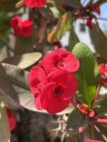 Dornenkrone - Blume &ndash; &copy; Josephin Bauer (Eberhardt TRAVEL)