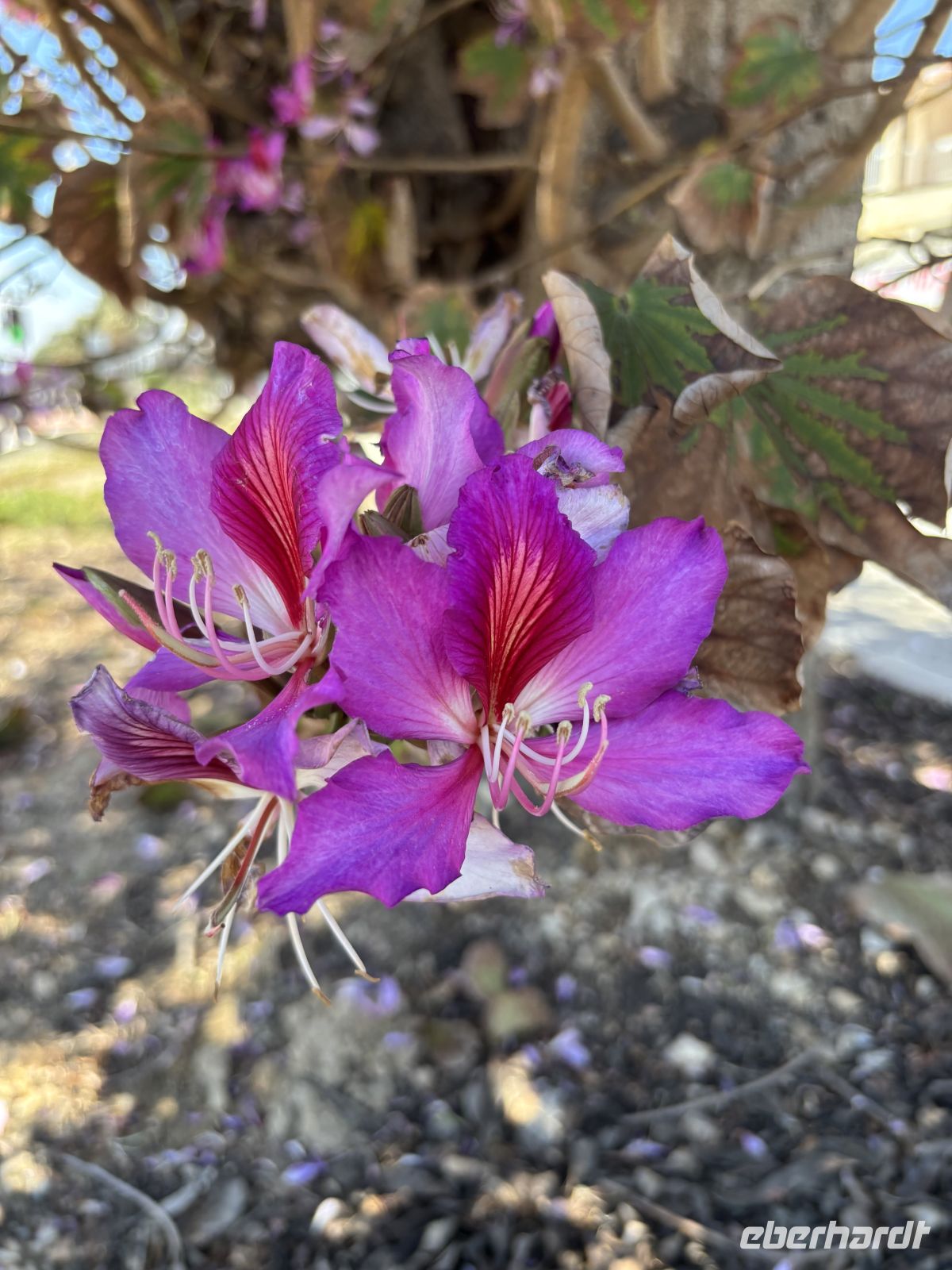 Lila Orchideen Baum  &ndash; &copy;  (Eberhardt TRAVEL)