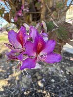 Lila Orchideen Baum  &ndash; &copy; Josephin Bauer (Eberhardt TRAVEL)