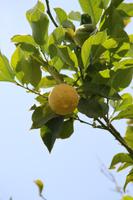 Auf der Zitrusplantage