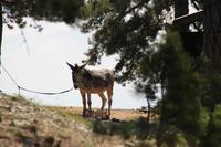 Wanderung im Trodosgebirge