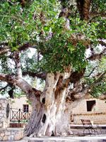 Ein herrliche Sykomore