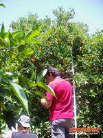 Jorgos klettert auch auf den Baum für uns, nur damit wir die besten Orangen bekommen
