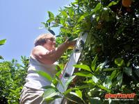 Jeder traut sich auf die Leiter für die leckeren Orangen