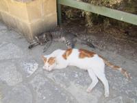 Katzen bei der Hala Sultan Tekke 