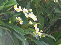 Vorgärten im Dorf-Káfenion