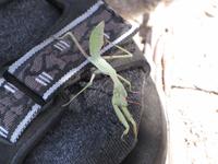 ein kleiner Wegbegleiter