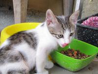 Katze bei Büyük Han