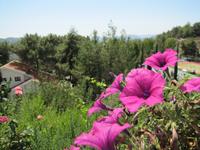 Hotel Rodon in Agros