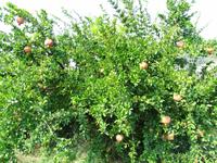 Granatäpfel in Pelendri