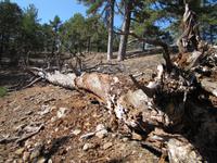 Spaziergang auf dem Persephonie-Wanderweg