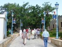 500 Jahre alter Ficus