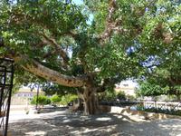500 Jahre alter Ficus